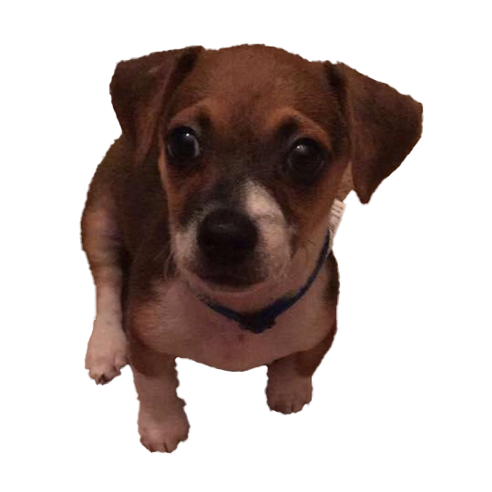 pet-friendly-cleaners-houston-tx