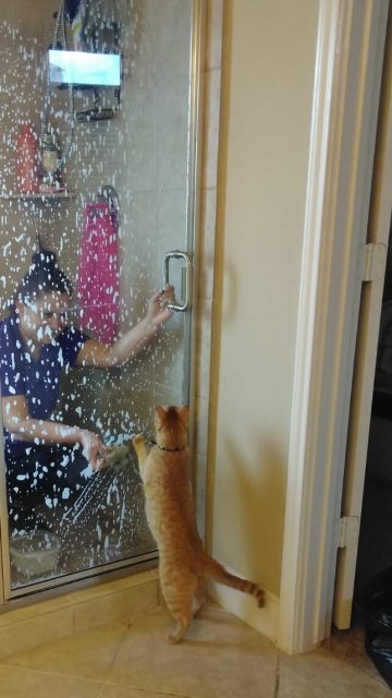 pet friendly house cleaners in houston