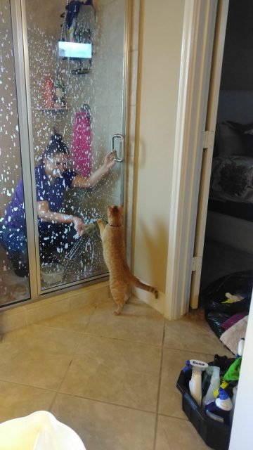 pet friendly house cleaners in houston pet friendly house cleaners in houston